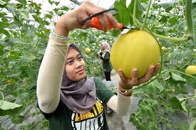 Kemudian ditindaklanjuti dengan peraturan menteri pertanian no.273 tahun 2007 terkait dengan penjabaran penyuluhan pertanian. Melon Manis Terengganu Terbaik Trdi News