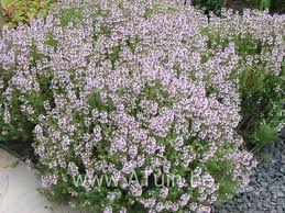 Echte Tijm Thymus Vulgaris Compactus Met Groeigarantie Tijm Planten Tuinplanten Tuin