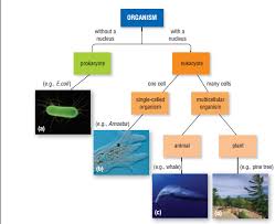 But both plant and animal cells have mitochondria. Cells Biology