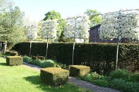 Hochstammspaliere Zinsser Gartengestaltung Schwimmteiche Und Swimmingpools Gartengestaltung Gartenbaume Garten