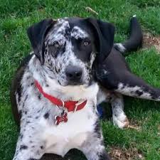 Thank you for considering adoption. Post A Lost Pet Connecticut Humane Society Catahoula Leopard Dog Boxer Dog Losing A Pet