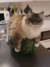 That bass and that watermelon Submit Ask Me Anything Archive Watermelon Cat Cats Cat Bed