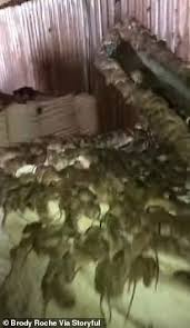 Experts say plague is linked to unusually heavy summer rains after years of drought. Australian Farmer Finds Swarms Of Mice In Barn In New South Wales As Rodent Plague Ravages Country Daily Mail Online