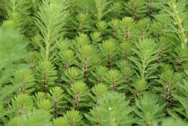 Image result for Laurembergia