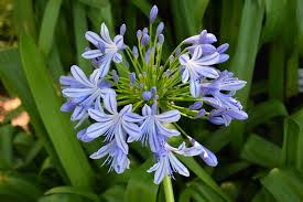 Image result for Agapanthus africanus