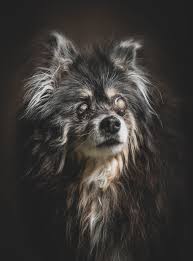 Let our adoption program help you find everyone loves treats! Indianapolis Animal Care Shelter Is Full Offering Free Pet Adoptions