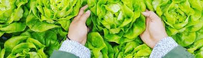 Ispettore responsabile unità ''sicurezza e controllo degli alimenti'' università di bari. Laurea Magistrale In Qualita E Sicurezza Dei Prodotti Alimentari Universita Degli Studi Di Sassari