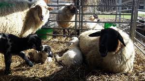 Wanderschaferin Lammer Zu Ostern