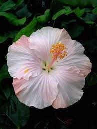 Pin On Gardening For Beginners