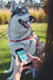 Placeit Woman Using A Space Gray Iphone Mockup With Her Dog At The Park Iphone Mockup She Dog Dogs