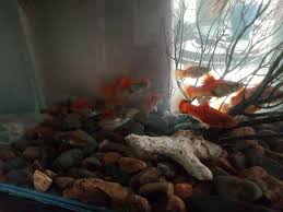 Do Fish Get Bored In The Tank?. Getting Bored For The Fish In Aquariums… |  By Muhammad Usama | Medium