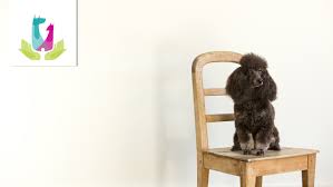 Join jhs and our friends at acps for free adoptions on all pets,. Events Friends Of Jacksonville Animals