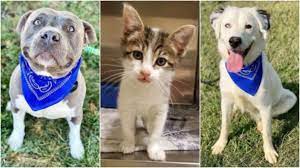 Maybe you would like to learn more about one of these? St Louis County Reduces Pet Adoption Fees To Help Clear Shelter Ksdk Com