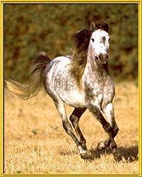 Image result for IRAN HORSES