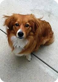 Check spelling or type a new query. Whittier Ca Corgi Meet Hank Corgi Puppy A Pet For Adoption