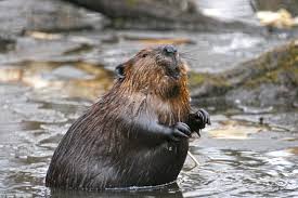 ✓ free for commercial use ✓ high quality images. Five Fascinating Facts About Beavers Canadian Geographic