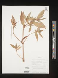 Image result for Spermacoce sphaerostigma