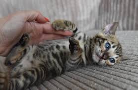 Maybe you would like to learn more about one of these? Toyger Cats For Sale Georgetown Ga 144450 Petzlover