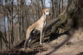Unsere stores in linz und st. Levriero Arabo Conosciuto Anche Come Sloughi E Un Cane Nordafricano Snello Ed Intelligente