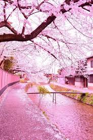 Paysage Japon Cerisiers Du Japon Cherry Blossom Photo Paysage Magnifique Paysage Paysage Asiatique