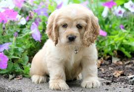 Includes details of puppies for sale from registered ankc breeders. Cocker Spaniel Puppies For Sale Puppy Adoption Keystone Puppies