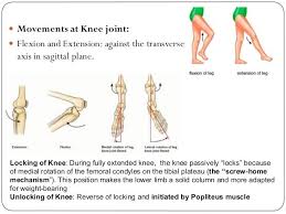 Jun 04, 2021 · introduction — as the knee has the largest articulating surface of any joint and is weightbearing, it is not surprising that it is among the most commonly injured body parts. Our Bones Tell The Story The Screw Home Mechanism Movementum
