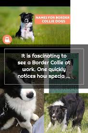 Border Collies Panosundaki Pin