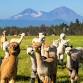 Picnic With Alpacas on a Working Alpaca Farm