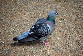 Birds Identification Of Australian Birds Sydney And Blue