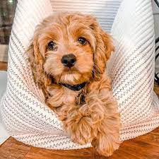 2 dogs best dogs smiling dogs really cute dog fun dog cute dog things best puppy cute dog quotes dog space old dogs dog babyhunde niedliche hunde schone hunde