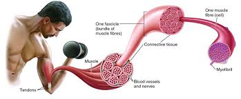 Organelles of the cell (updated). Skeletal Muscle Structure And Function Musculoskeletal Genetics