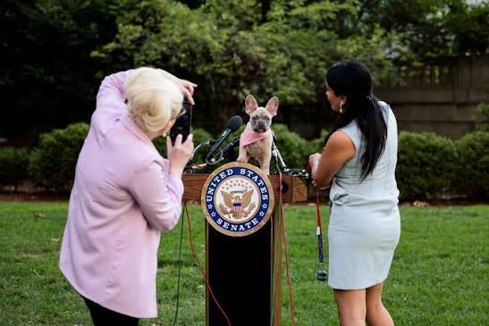 The FDA no longer requires all drugs to be tested on animals before human  trials - OPB
