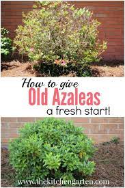 How To Give Old Azaleas A Fresh Start Pruning Azaleas Azaleas Landscaping Azaleas Garden Pruning Azaleas