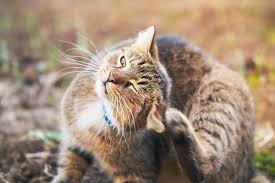 With a dog ear hematoma, home treatment might be possible, but check with your vet before applying any home remedies. Ear Mites In Cats Shallowford Animal Hospital