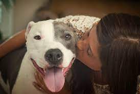 All information is provided by professional dog trainers, veterinarians, as well as breeders with extensive knowledge of the breed. About Us Barc Ct