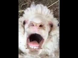 Pin On Funny Animal Videos