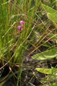 Image result for Disperis