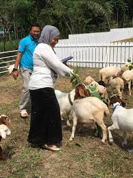 It will surely become your unforgetable moments. Ismailhjbakar On Twitter G2g Animal Garden At Maeps Serdang Is Now Open