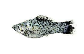 Host of @trendlightlypod (tech news, comedy) & @mmiswp (long form, film) @/horny4bitcoin. Molly Fish The Care Feeding And Breeding Of Mollies Aquarium Tidings
