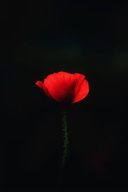 Flower Wallpaper In 2020 Beautiful Flowers Wallpapers Beautiful Flowers Images Beautiful Flowers Images Hd