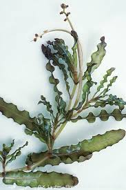 Image result for Potamogeton crispus