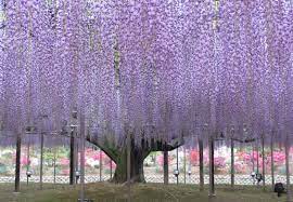 Ashikaga Flower Park Japanese Wisteria Japan Flower Garden Wisteria Tree Wisteria