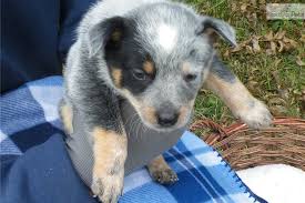 Visit us now to find the right poodle for you. Spot Australian Cattle Dog Blue Heeler Puppy For Sale Near Huntsville Decatur Alabama 8c2a1093 D271