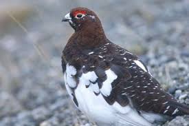 Maybe you would like to learn more about one of these? Feeding Birds In Alaska