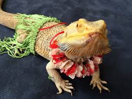 Aloha Flower Lei And Quot Grass Quot Skirt Costume For Your Bearded Dragon Baby Bearded Dragon Bearded Dragon Cute Bearded Dragon Costume