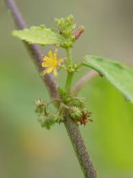 Image result for Triumfetta pentandra