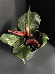 Philodendron Red Heart In 2020 Easy Plants Philodendron Plants