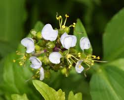Image result for Aneilema dregeanum