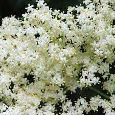 The white wind aspiring caeliger level 1 100 xp. Caeliger Twitch