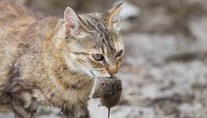 Normally i put it in a jar and dump in a large park, where i suspect it gets eaten by the hawks or strays that live there. Why Do Cats Eat The Heads Off Mice 7 Facts Animalfate